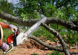 Best Utility Line Clearance  in Jal, NM